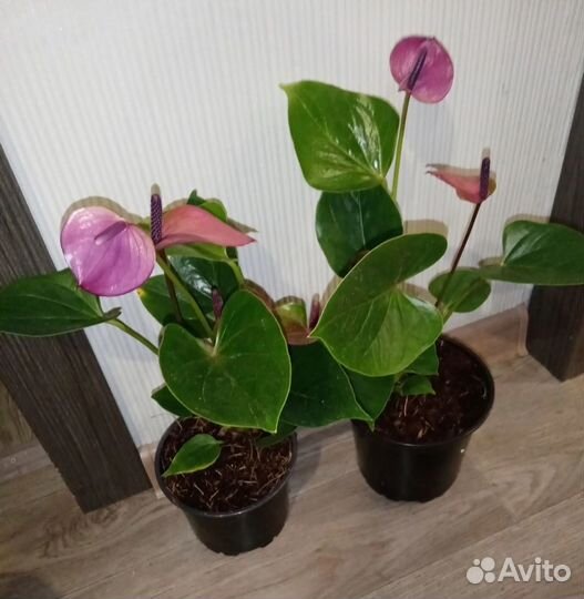 Антуриумы цветущие