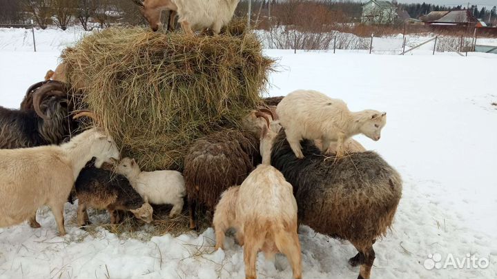 Говядина свинина козлятина,баранина,кролик