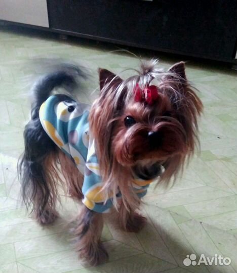 Йорк миник, для вязки,щенки