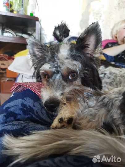 Бивер-йорк вязка