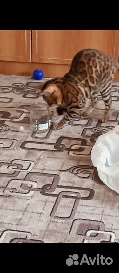 Бенгальский кот на вязку