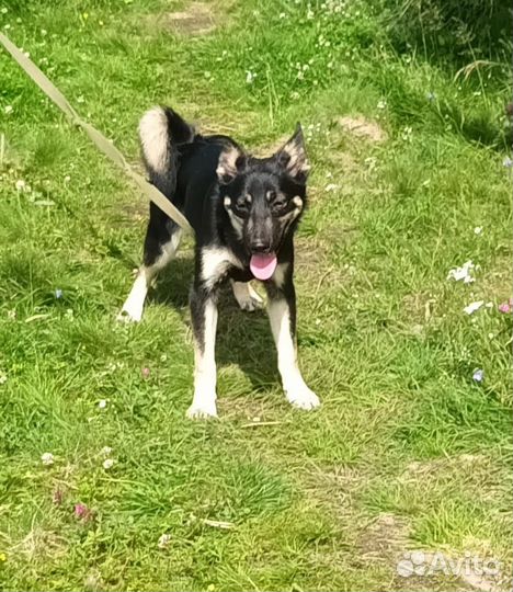 В поиске дома