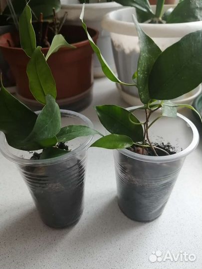 Комнатные растения