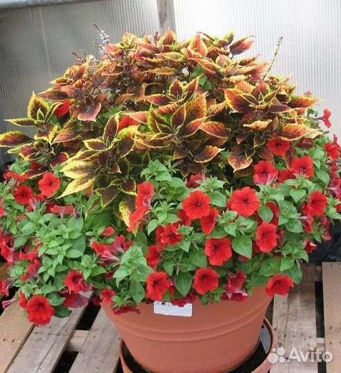 Растение Колеус для дома или сада