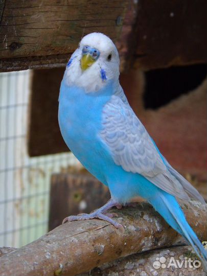 Волнистый попугай