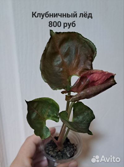 Сингониум сортовой комнатные цветы растения