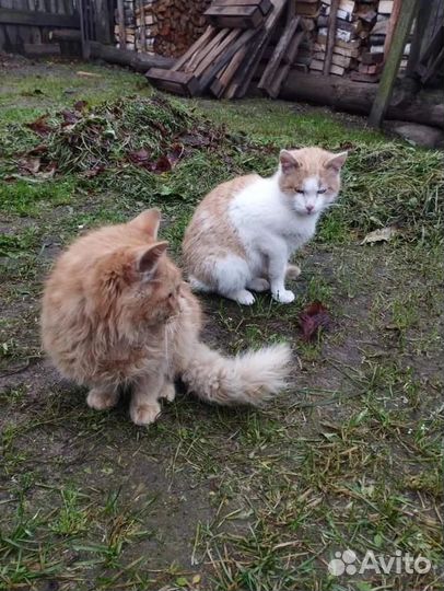 Ищем семью, возьми нас