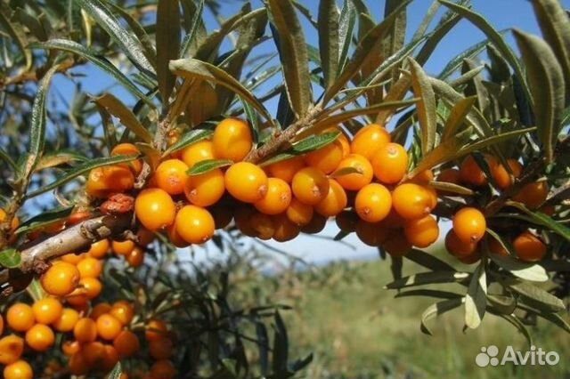 Облепиха Севанская, крупная, семена