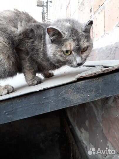 Кошечка Пушинка в добрые ручки