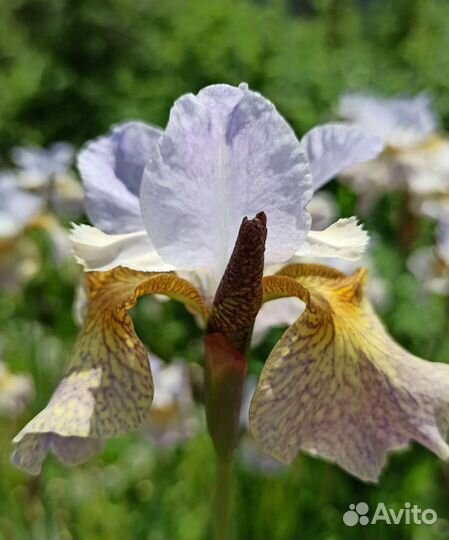 Ирис сибирский