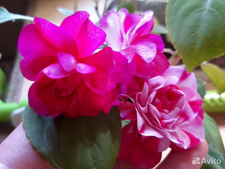 Много комнатных растений