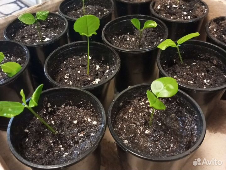 Лимонное дерево