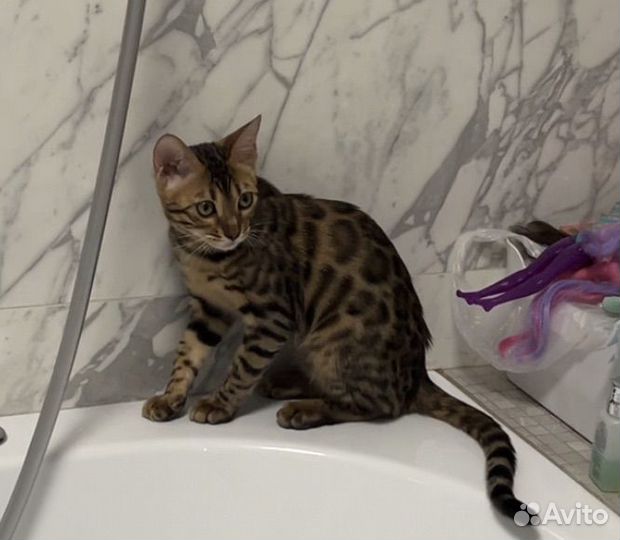 Бенгальский котенок девочка
