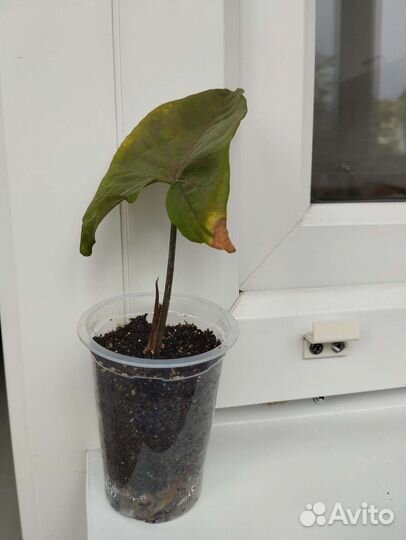 Сингониум арон браун