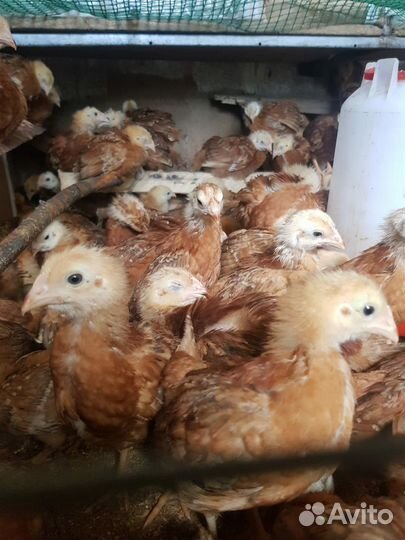 Молодки,несушки