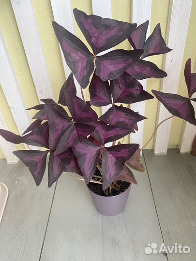 Оксалис (кислица)