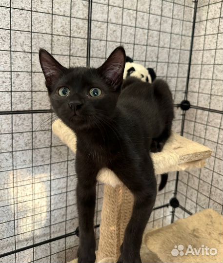 Котик в добрые руки