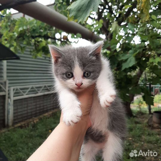 Британская вислоухая кошка