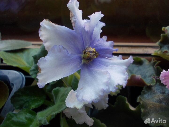 Молодые цветущие фиалочки