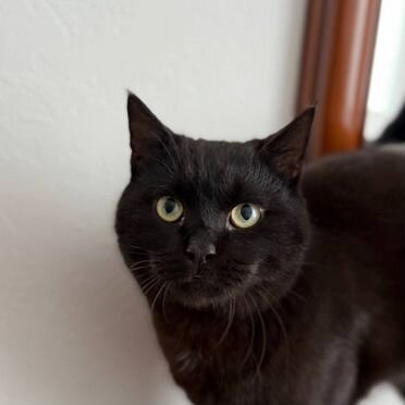 Йоркский шоколадный котёнок