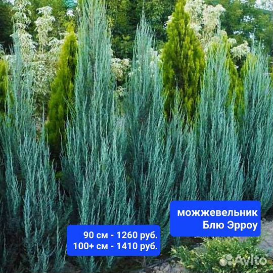 Хвойные в горшках