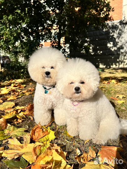 Груминг собак