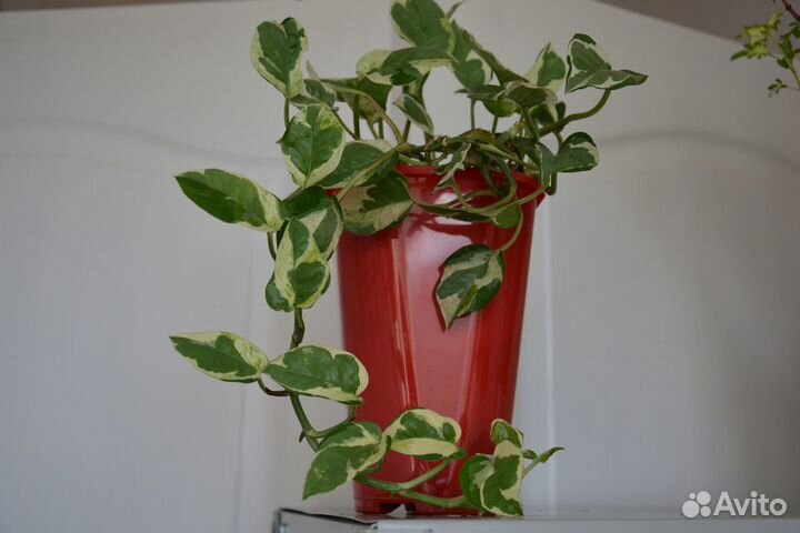 Комнатные растения