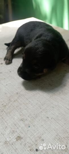 Отдам щенка в добрые руки