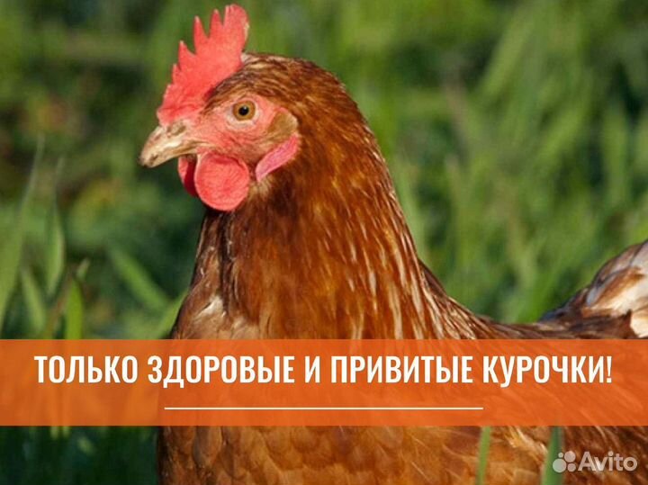 Куры несушки