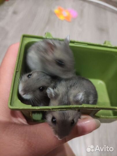 Джунгарский хомяк