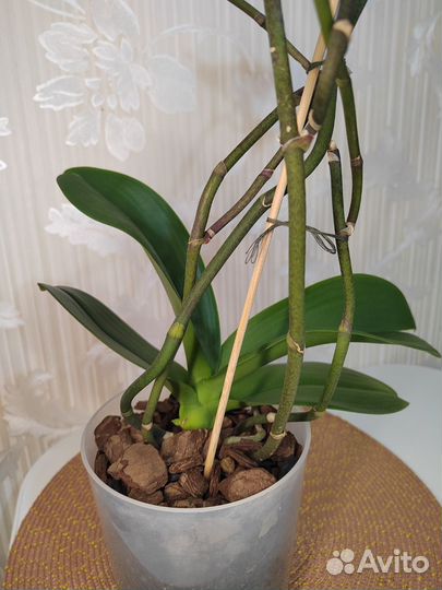 Орхидея фаленопсис