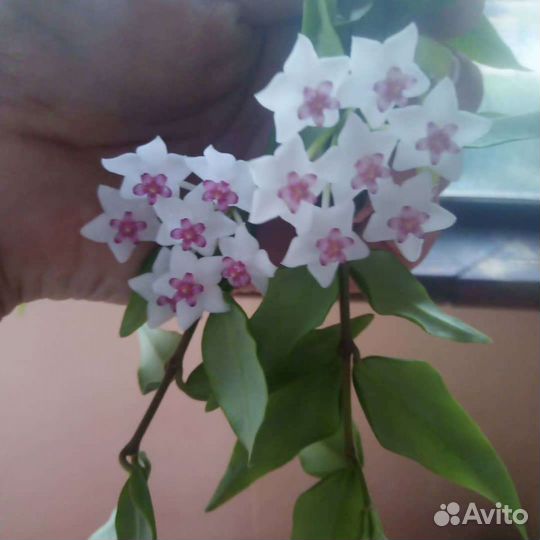 Хойя белла