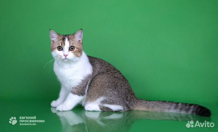 Шотландские прямоухие котята