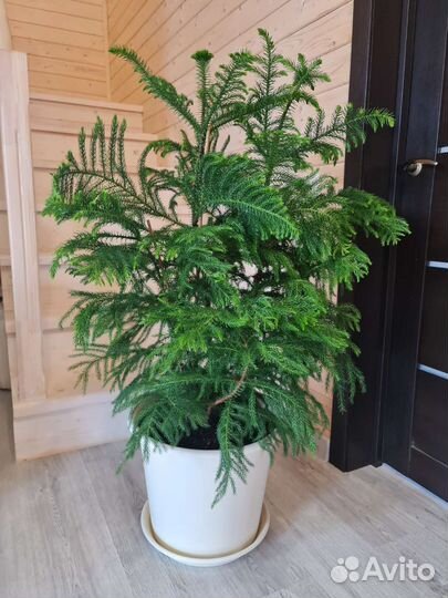 Хвойник Араукария Хетерофилла выносливая