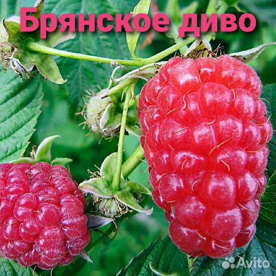 Малина Брянске Диво саженцы