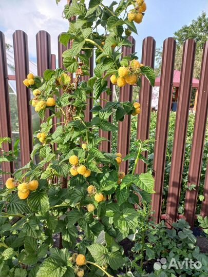 Малина желтая золотой гигант