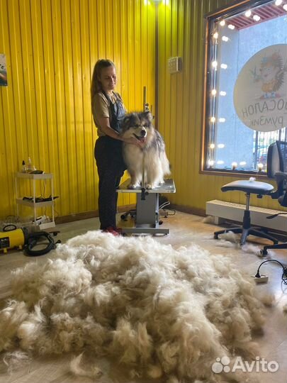 Грумер Стрижка собак Груминг Экспресс линька