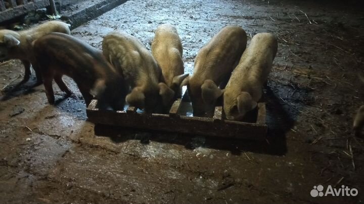 Ландрас-дюрок(помесь)