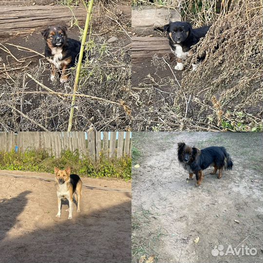 Собаки в дар