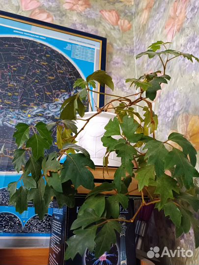 Комнатные растения