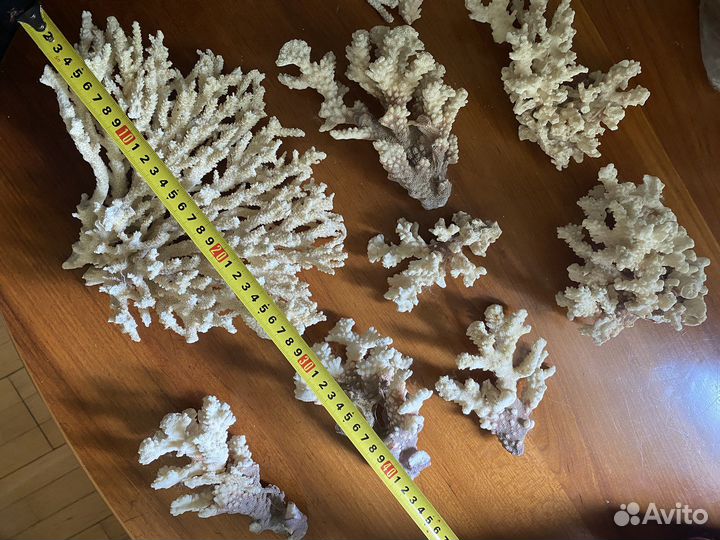 Кораллы для аквариума