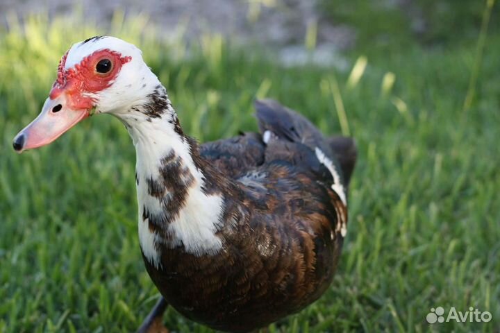 Утята Индоутки 50 штук в наличии, мускусной утки