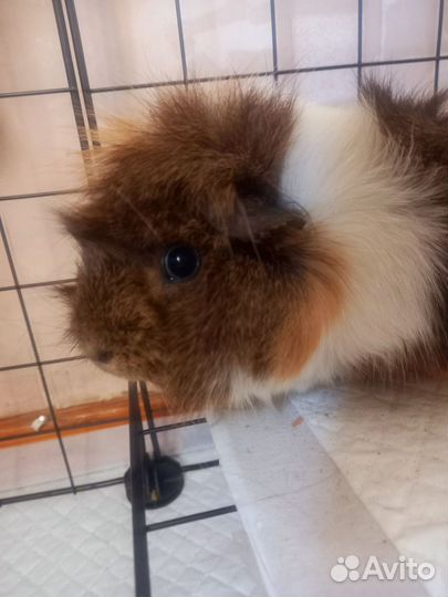 Морская свинка