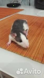 Крысята дамбо