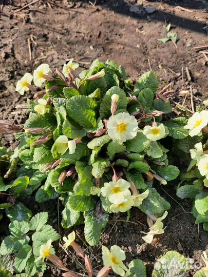 Примула, Ромашки