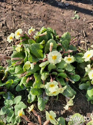 Примула, Ромашки