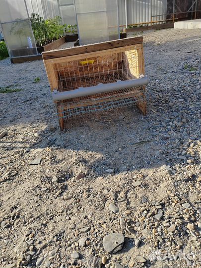 Клетки для перепелов