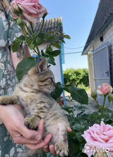 Отдам в добрые руки мальчика котенка
