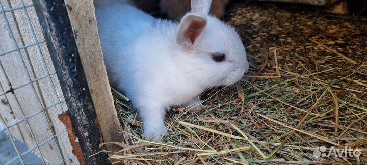 Декоративные кролики