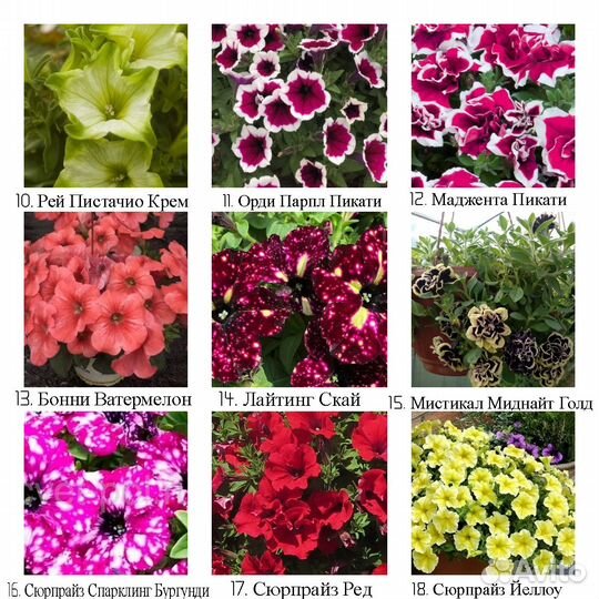 Рассада вегетативных ампельных цветов